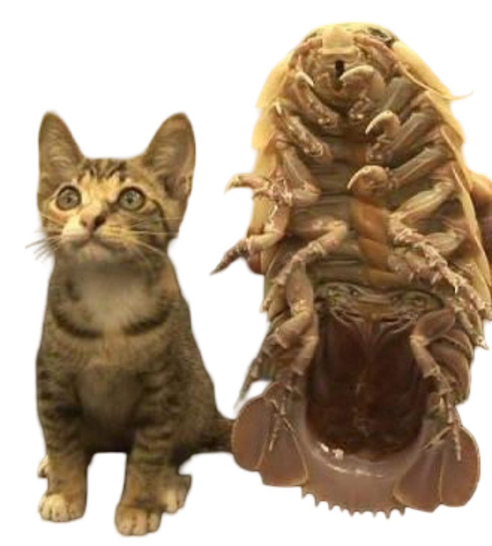 catiso.png