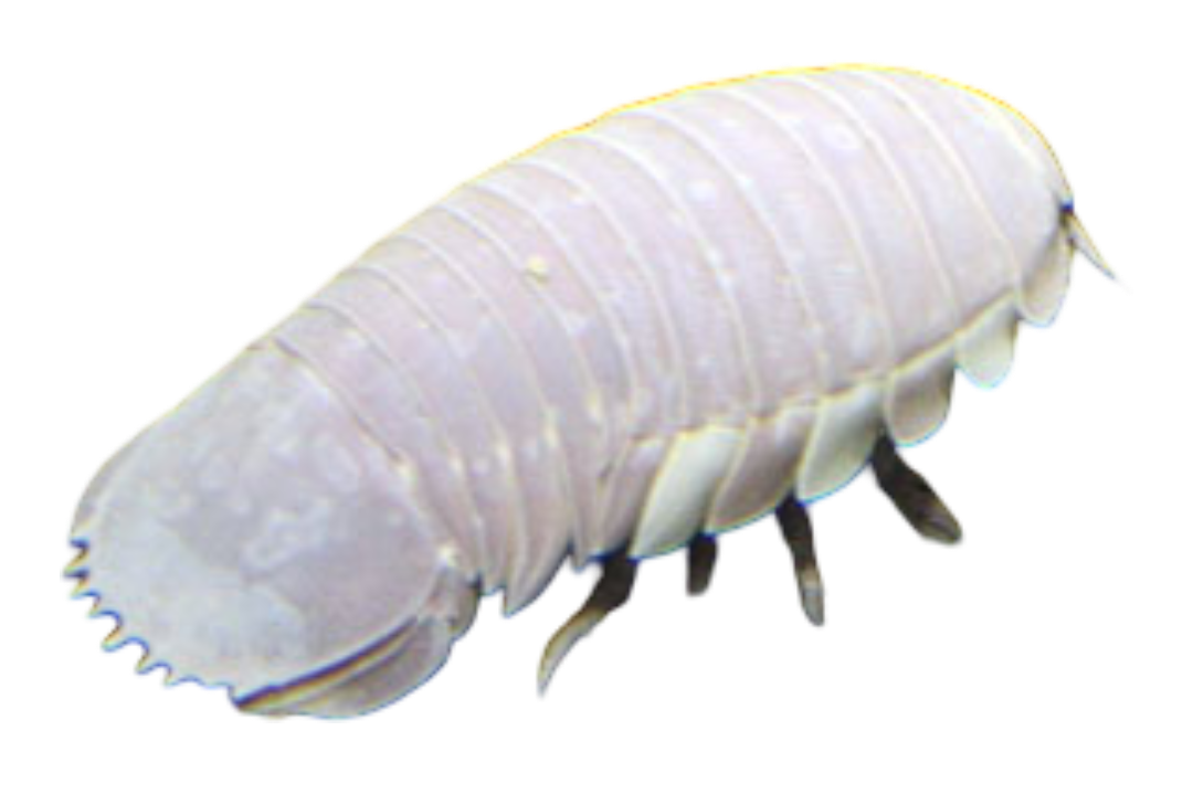 iso5.png
