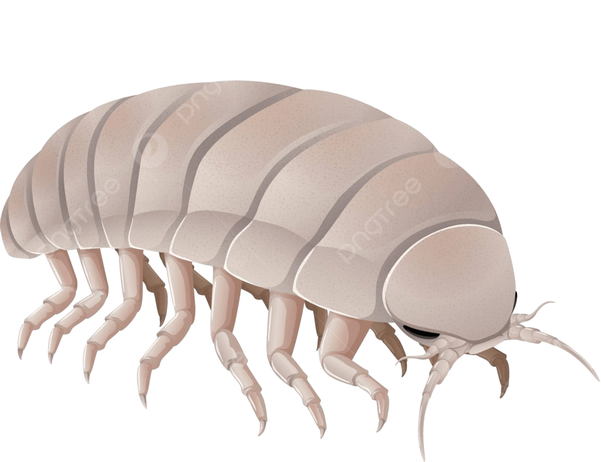 pngtree-multilegged-giant-isopod-against-a-white-background-animals-insect-natural-vector-picture-image_10666051.png