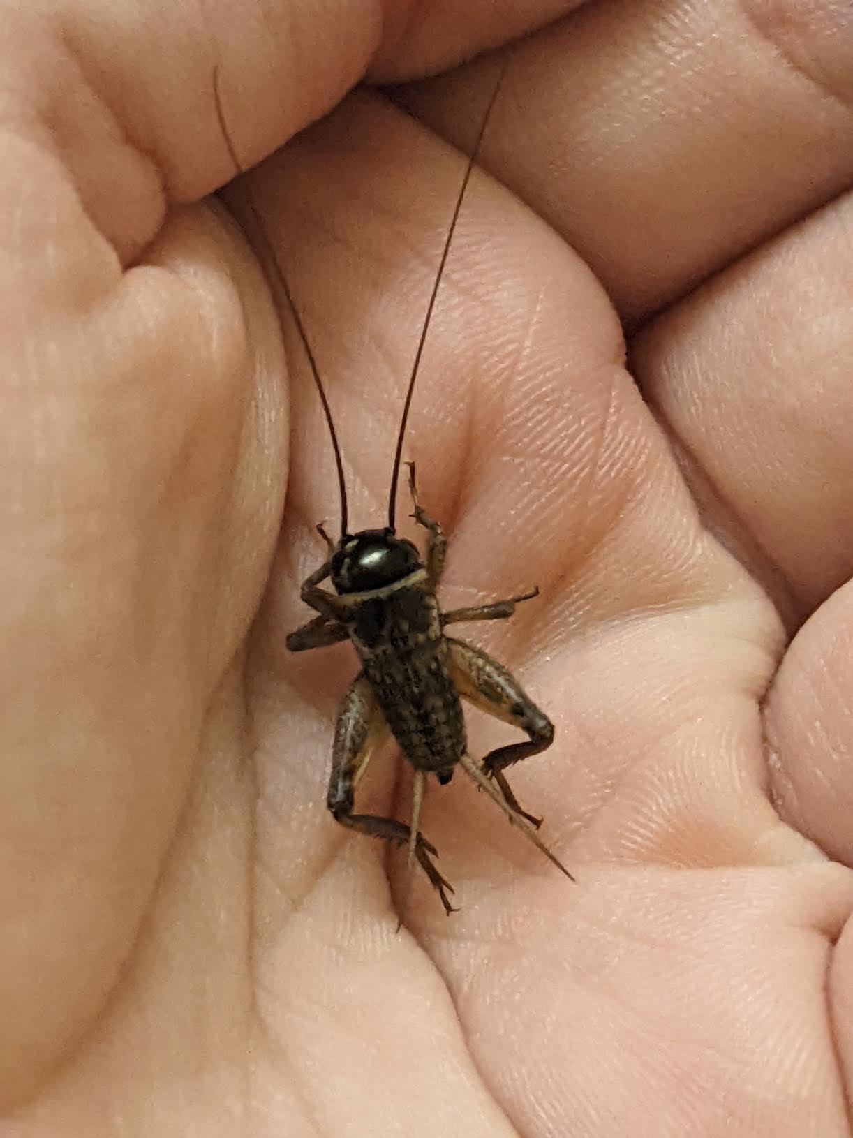 the cricket in question